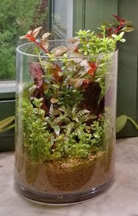 Wabikusa - Pflanzenglas